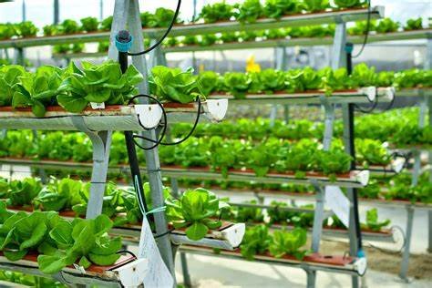 Irrigation Design for Vertical Farming Systems